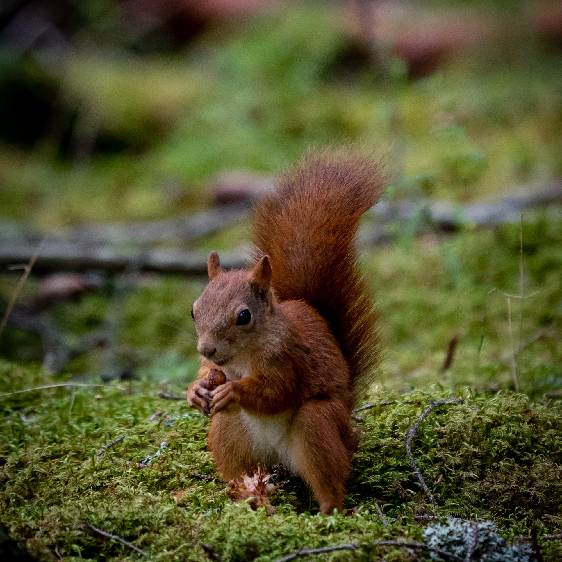 DSC_1081-1 sq.jpg
