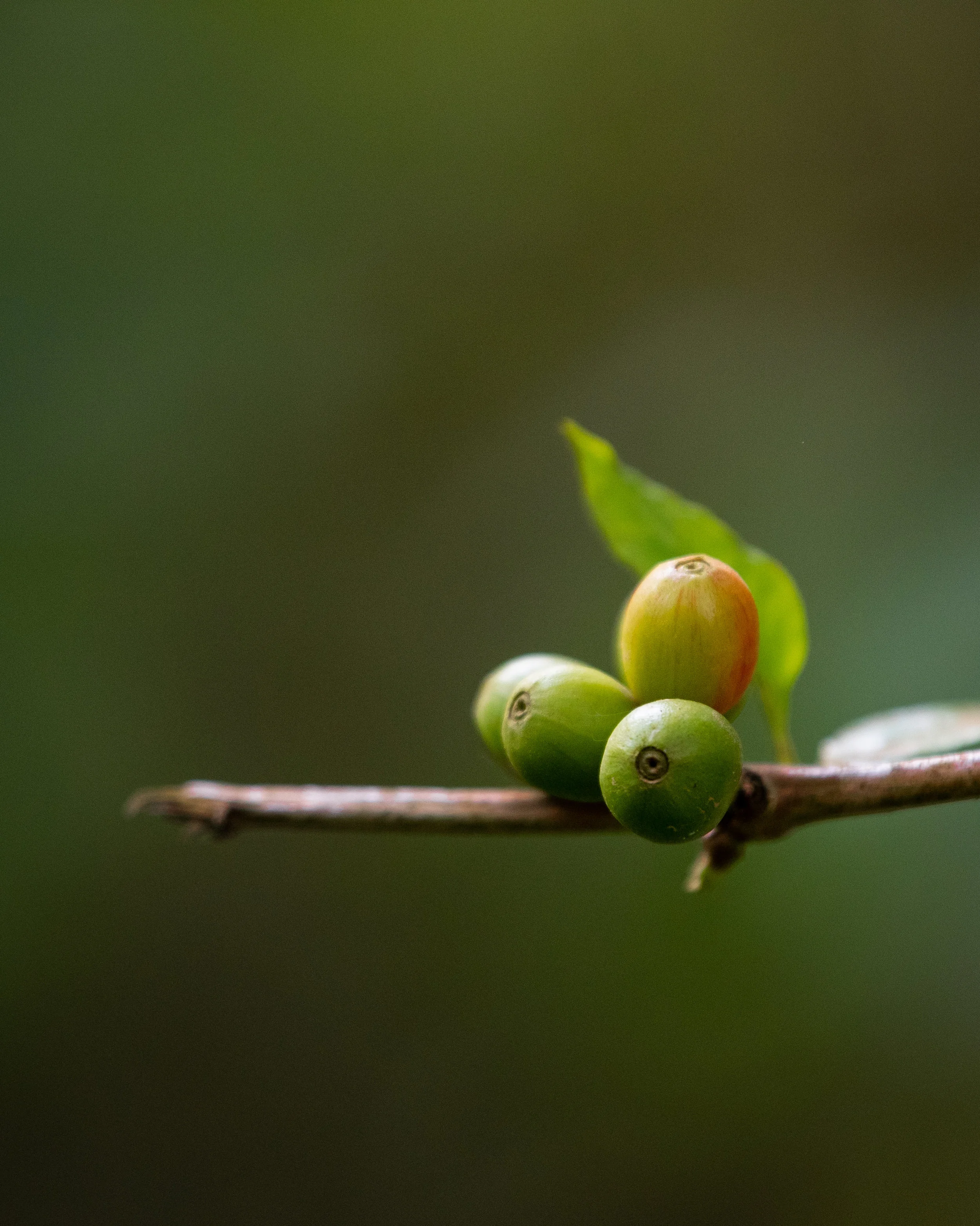 Fresh coffee!