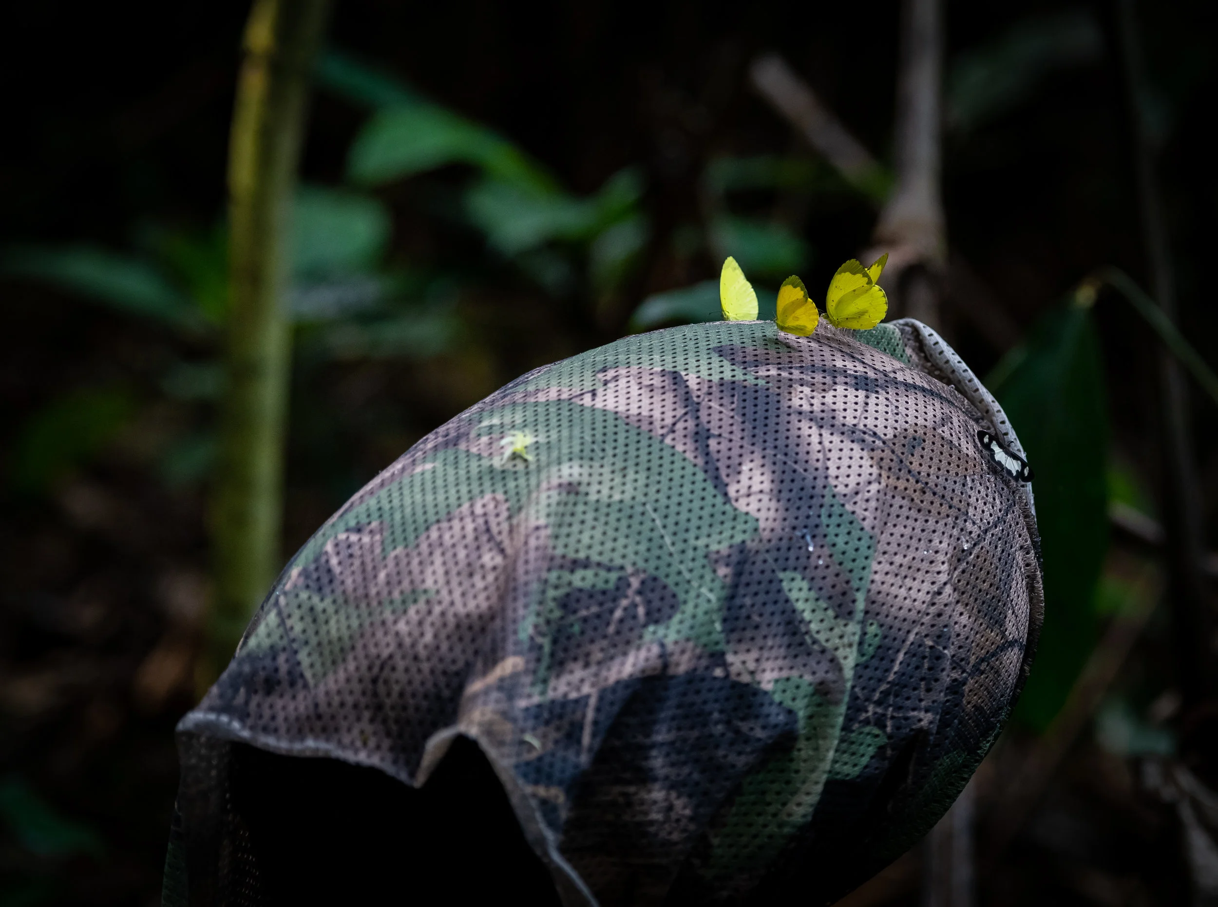Field recording in the Congo rainforest