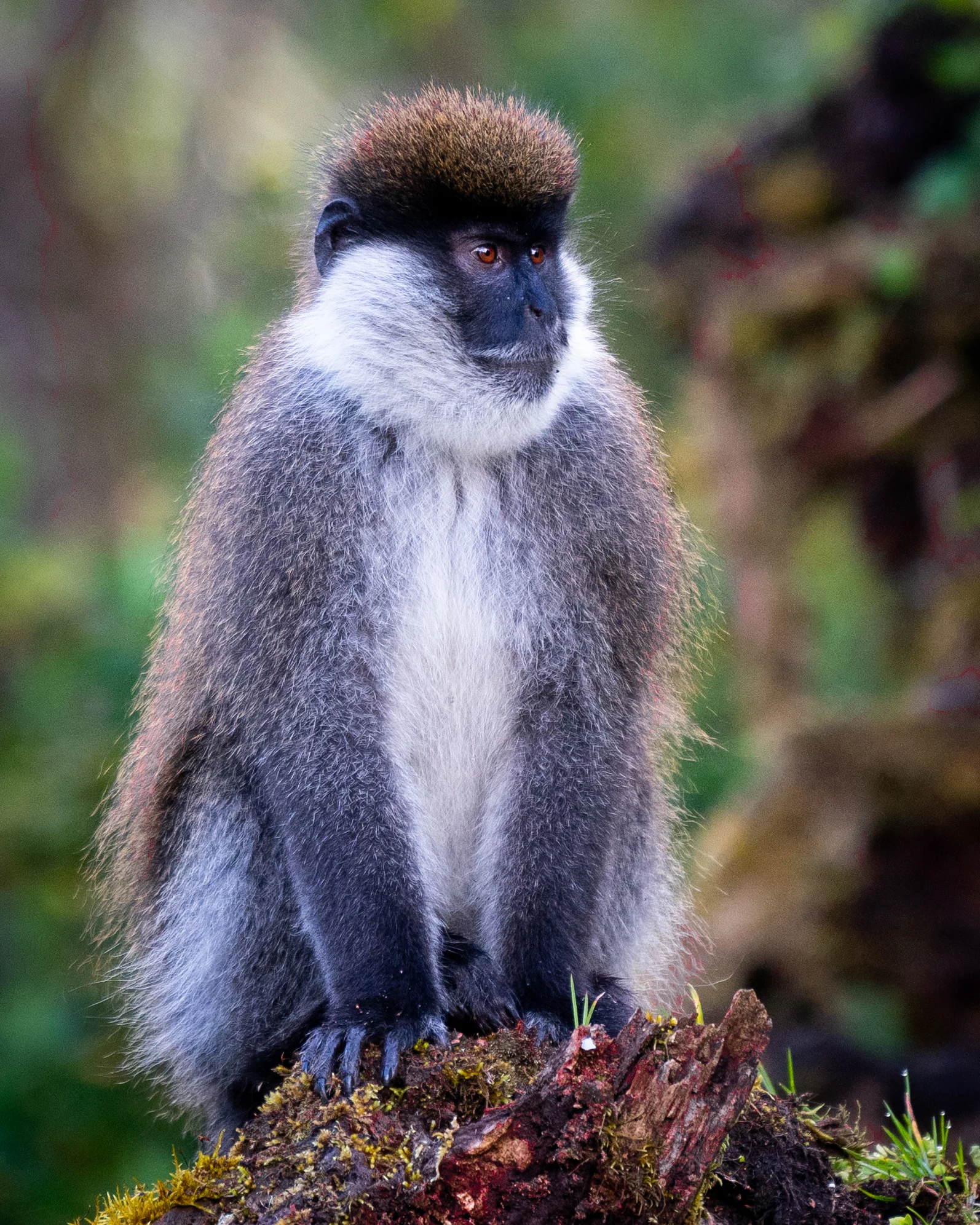 Endemic Bale Monkey in the Harenna Forest. We did not spot the Lions or Leopards on this trip.