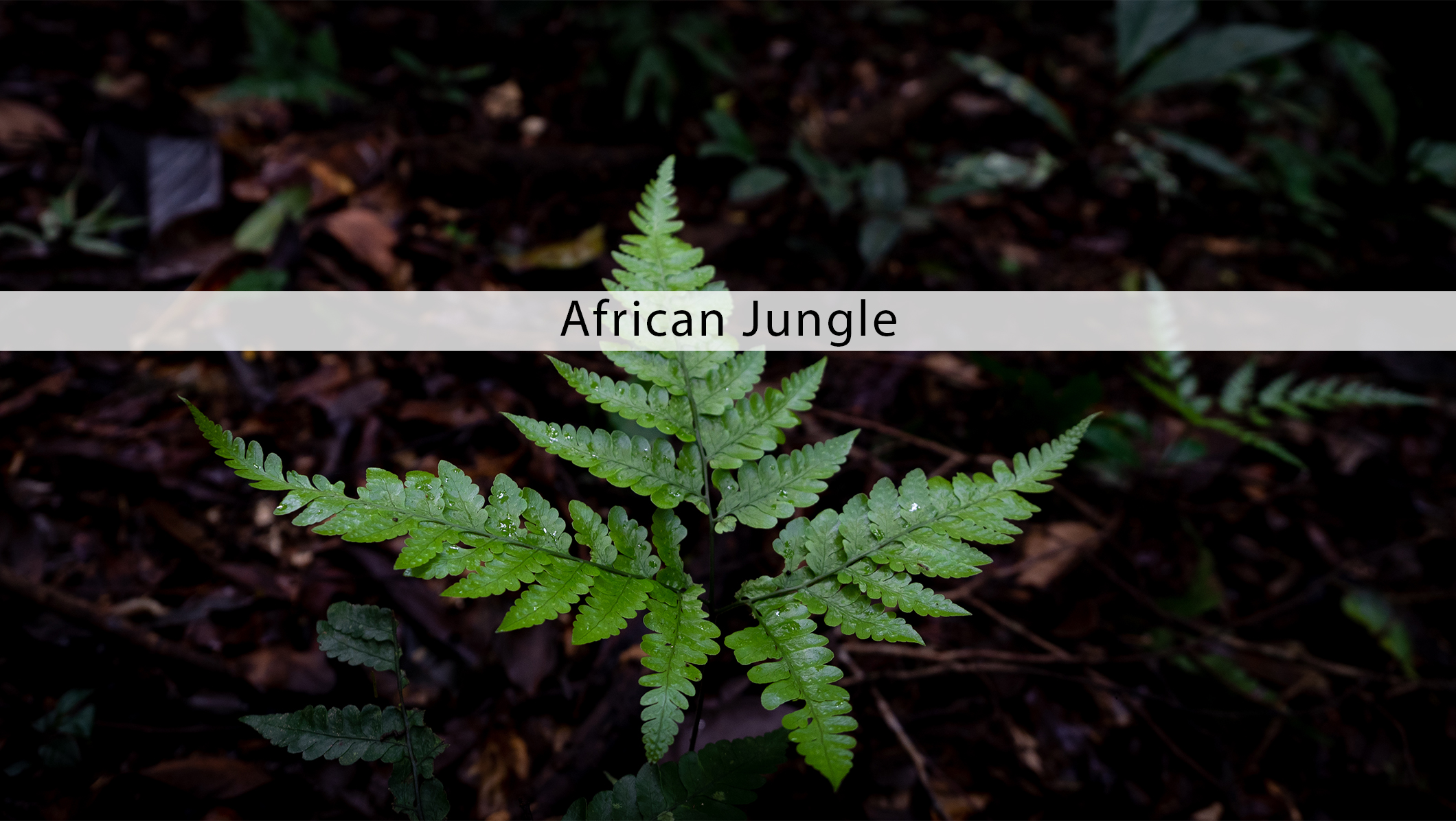 MAFX17 African Jungle banner.jpg
