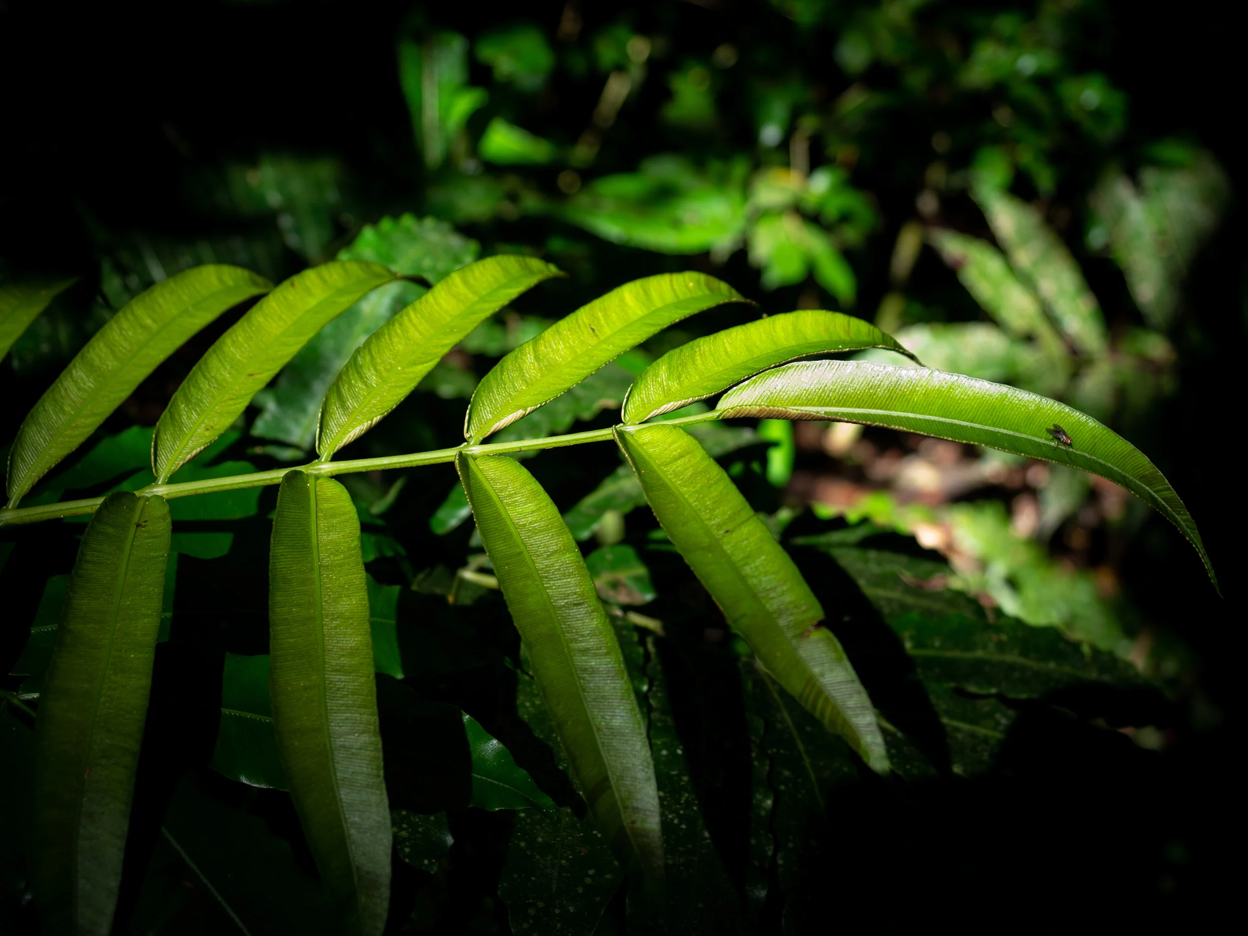 Amazon Jungle sound effects library — Mindful Audio