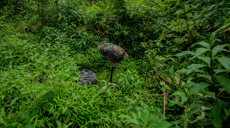 Recording the sounds of the cloud forest