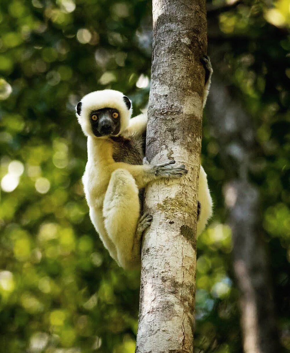 Sifaka are skilled climbers and strong jumpers.
