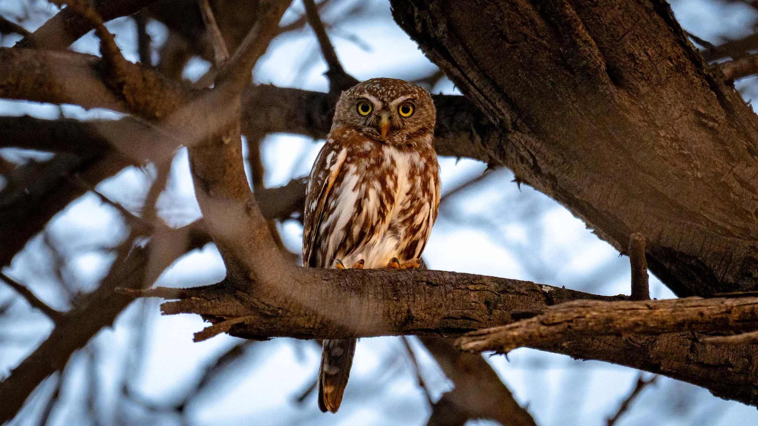 A collection of Owl sounds