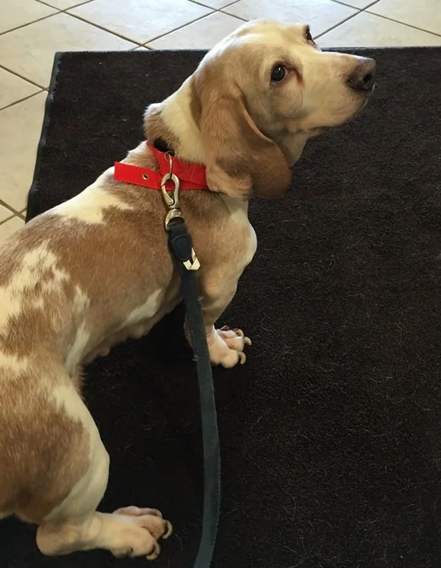 Thelma has been adopted