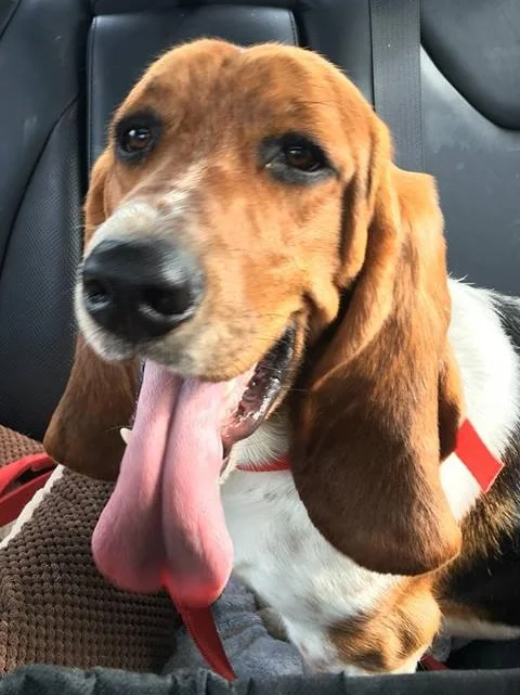 Gus has been adopted