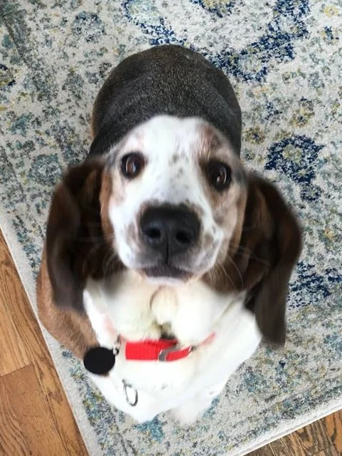 Peanut has been adopted