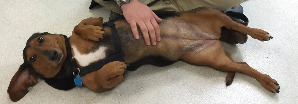 Reese has been adopted