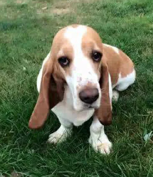 Eloise - Has been adopted