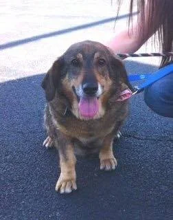 Cross post for Silver Lake Rescue - Adopted