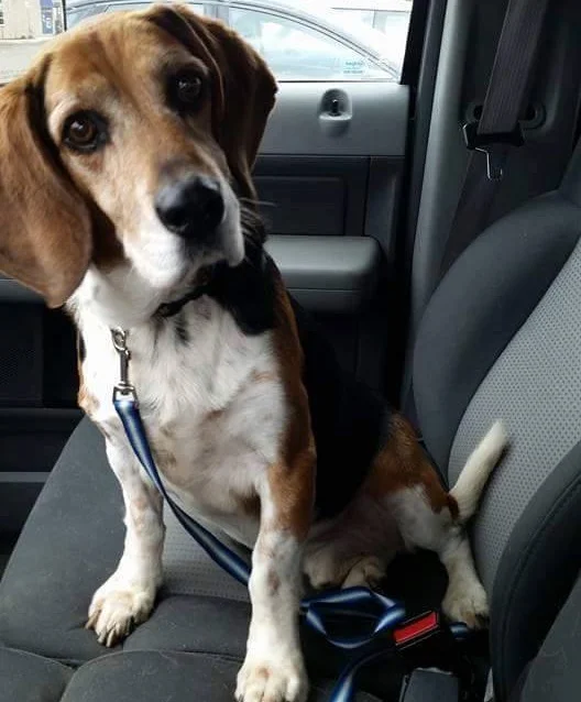 Harley - Adopted