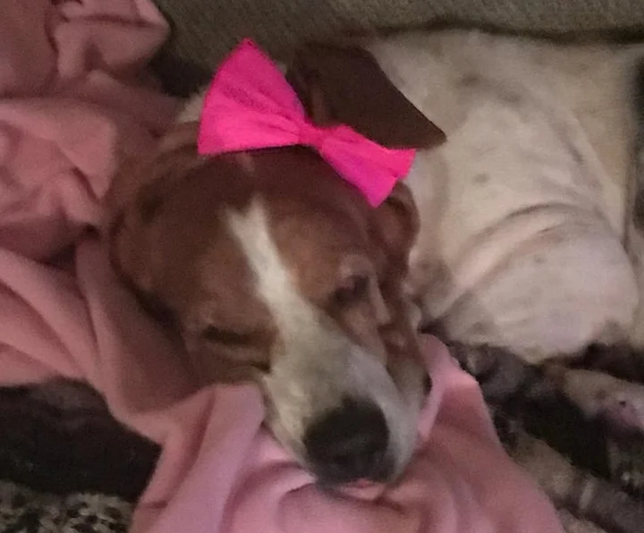 Lucy has been adopted