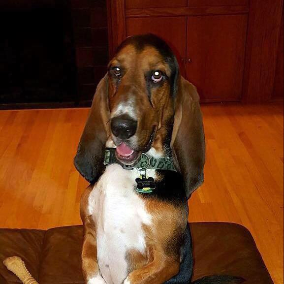 basset mix rescue