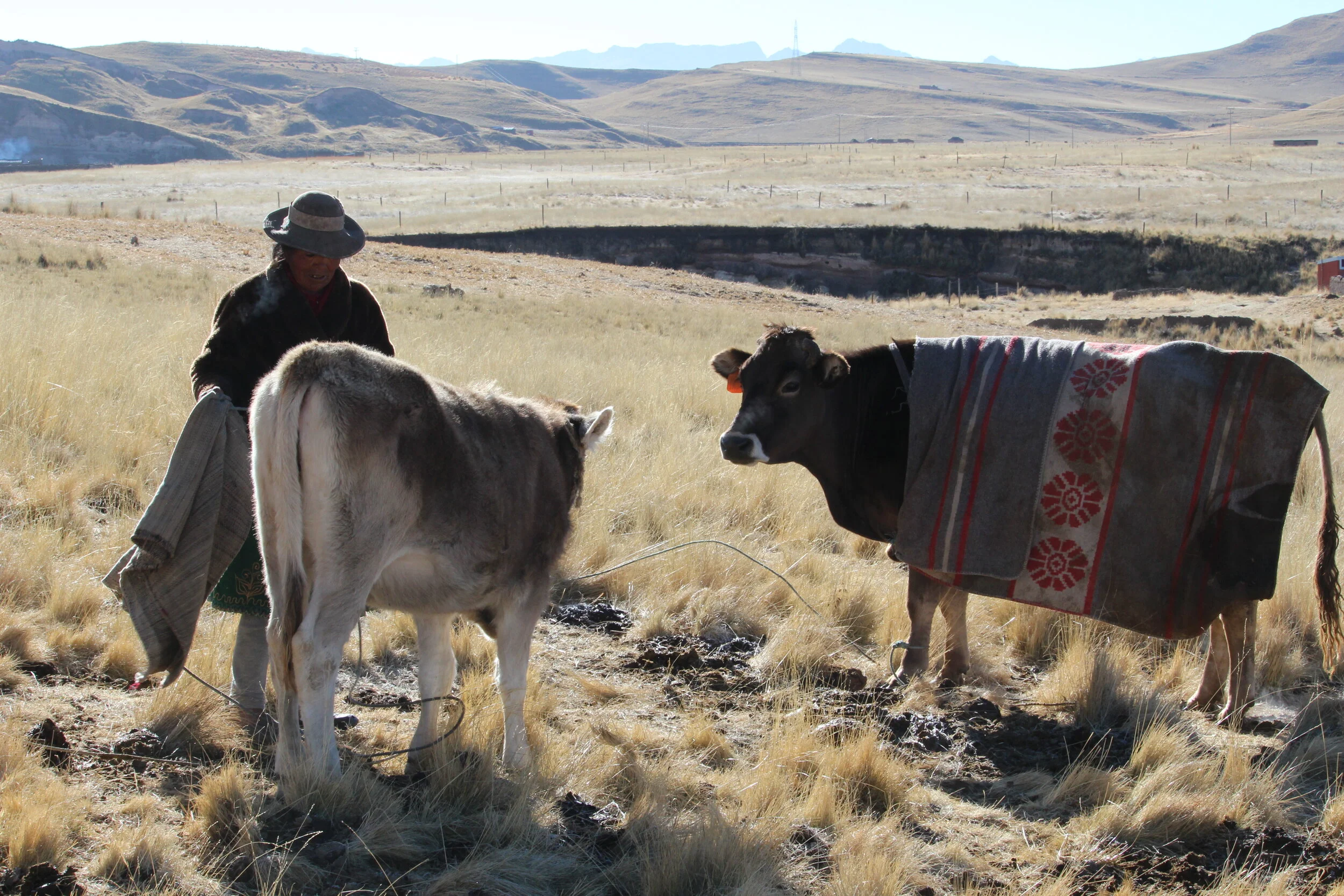 warming cows with alpaca blankets in rural Espinar, Peru