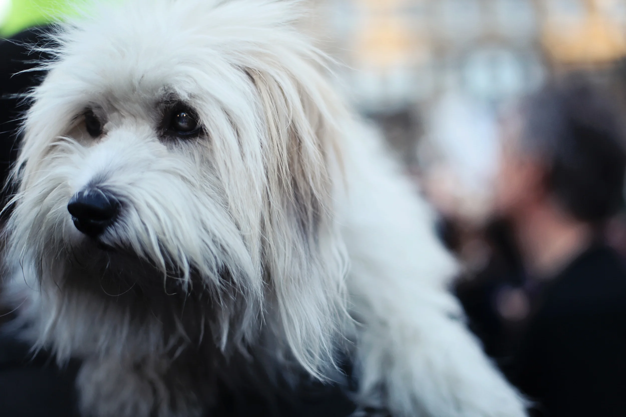 puppy_6224303737_o.jpg