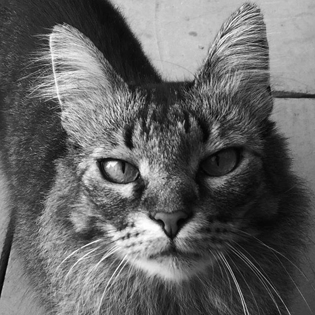 Mia, the breakfast cat

#cats #catsofinstagram #chat #gato #sweetface #kitty #kittycat #catsofportugal #kitten #littlecat #catportrait #whiskers #caturday