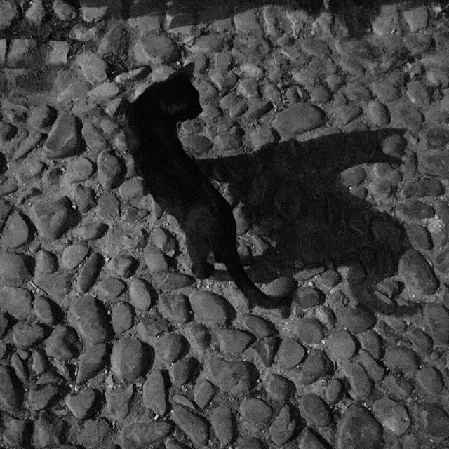 Black cat sees its shadow in Tomar, Portugal 
#cat #catsofinstagram #kitty #blackcat #blackcatmagic #streetcat #feral #feralcat #shadowhunters #shadow #bnw #vintage #kitty #kittycat #nightphotography