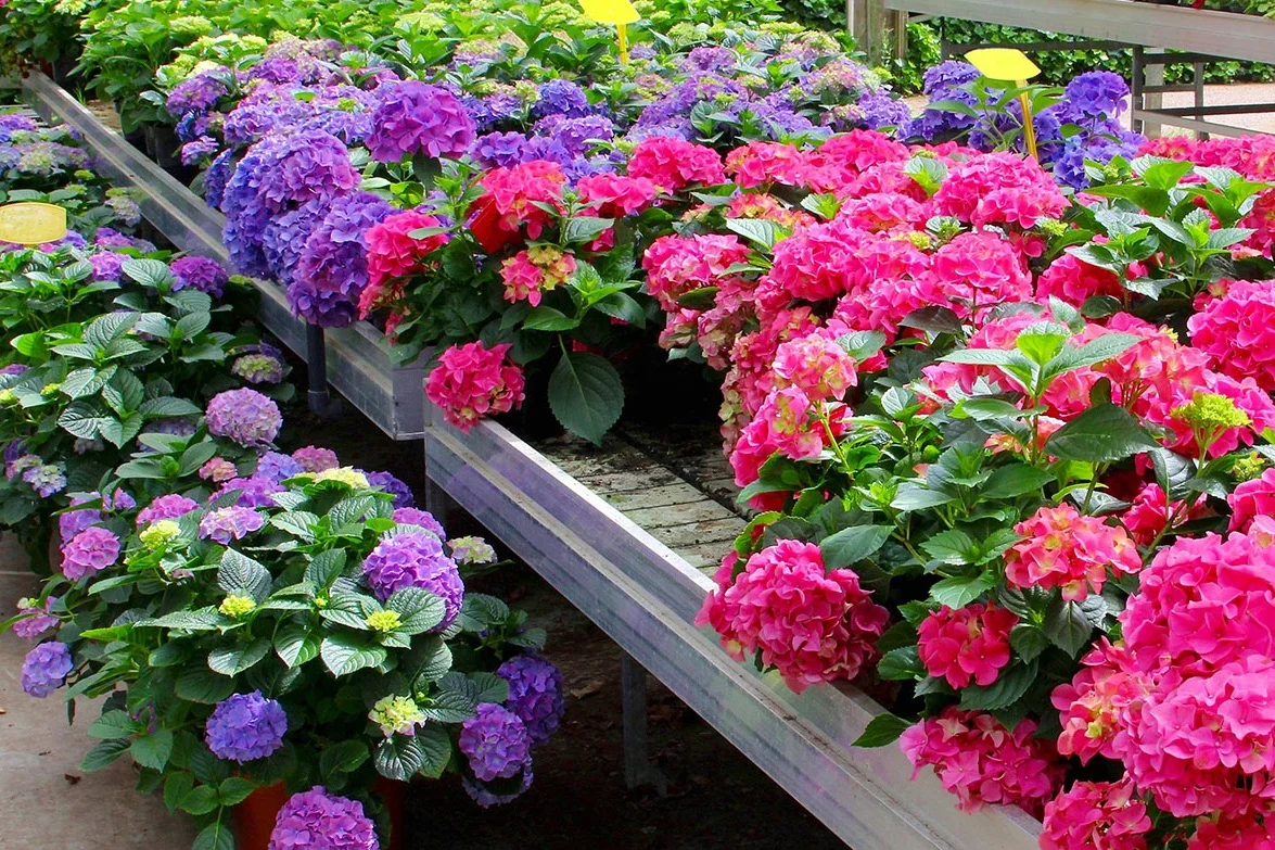 Customer Success Story: Kaw Valley Greenhouses