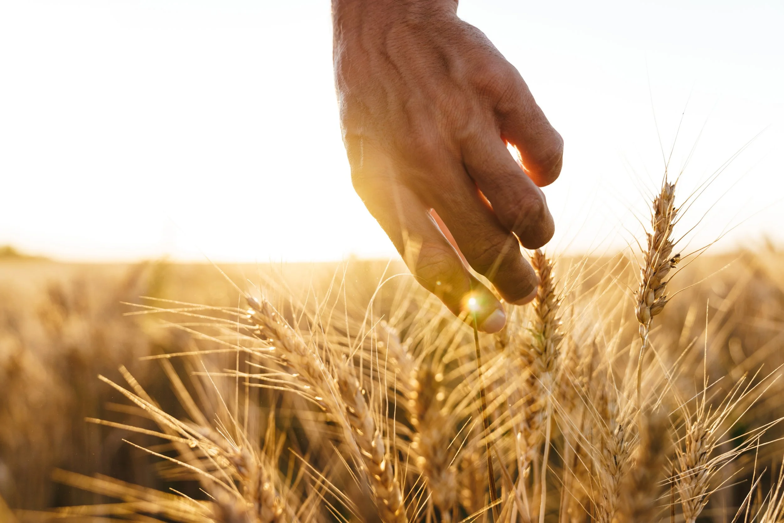Implementing Tech and Data Capture in Your Agriculture Business