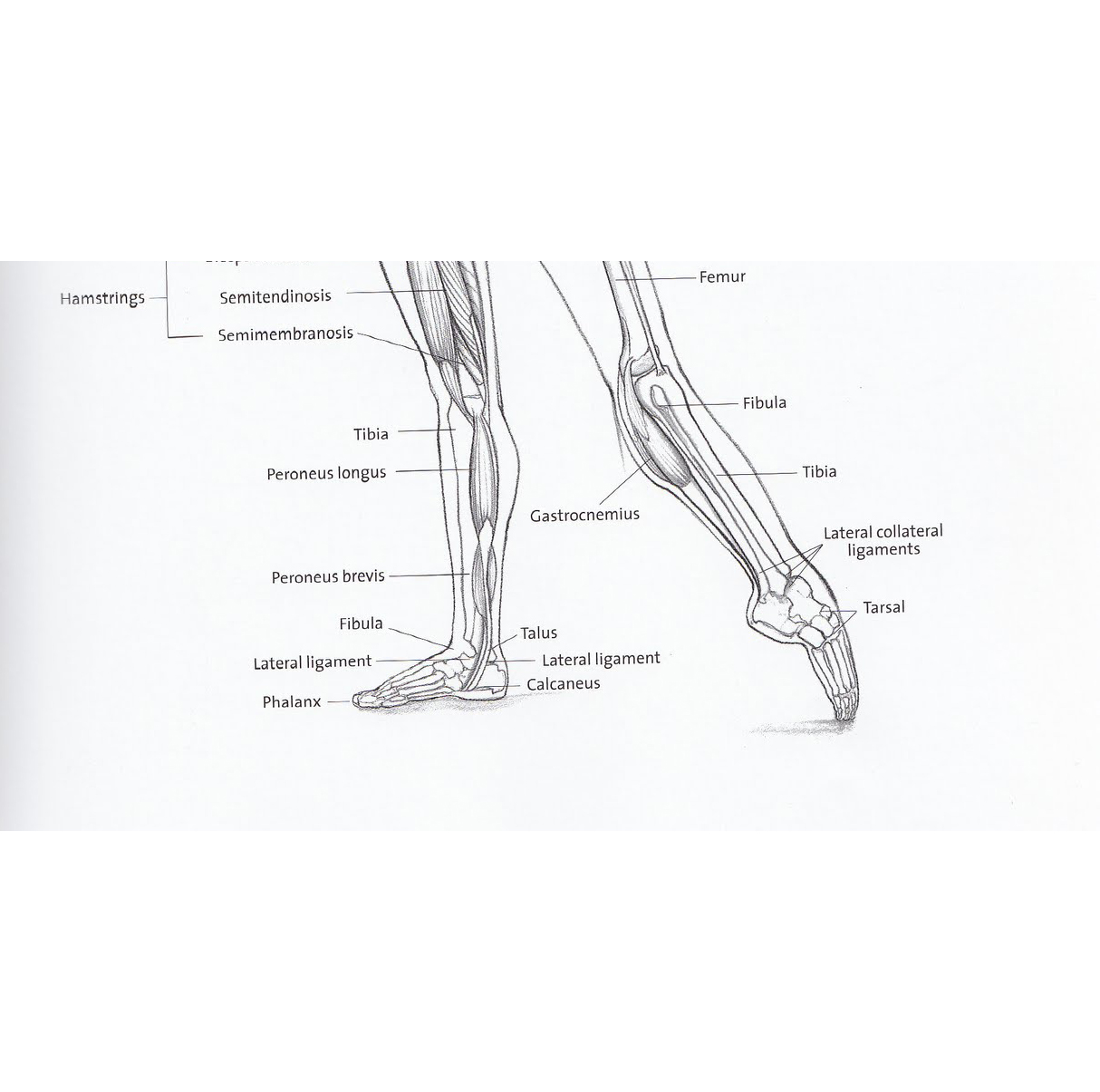 anatomy-square format.jpg