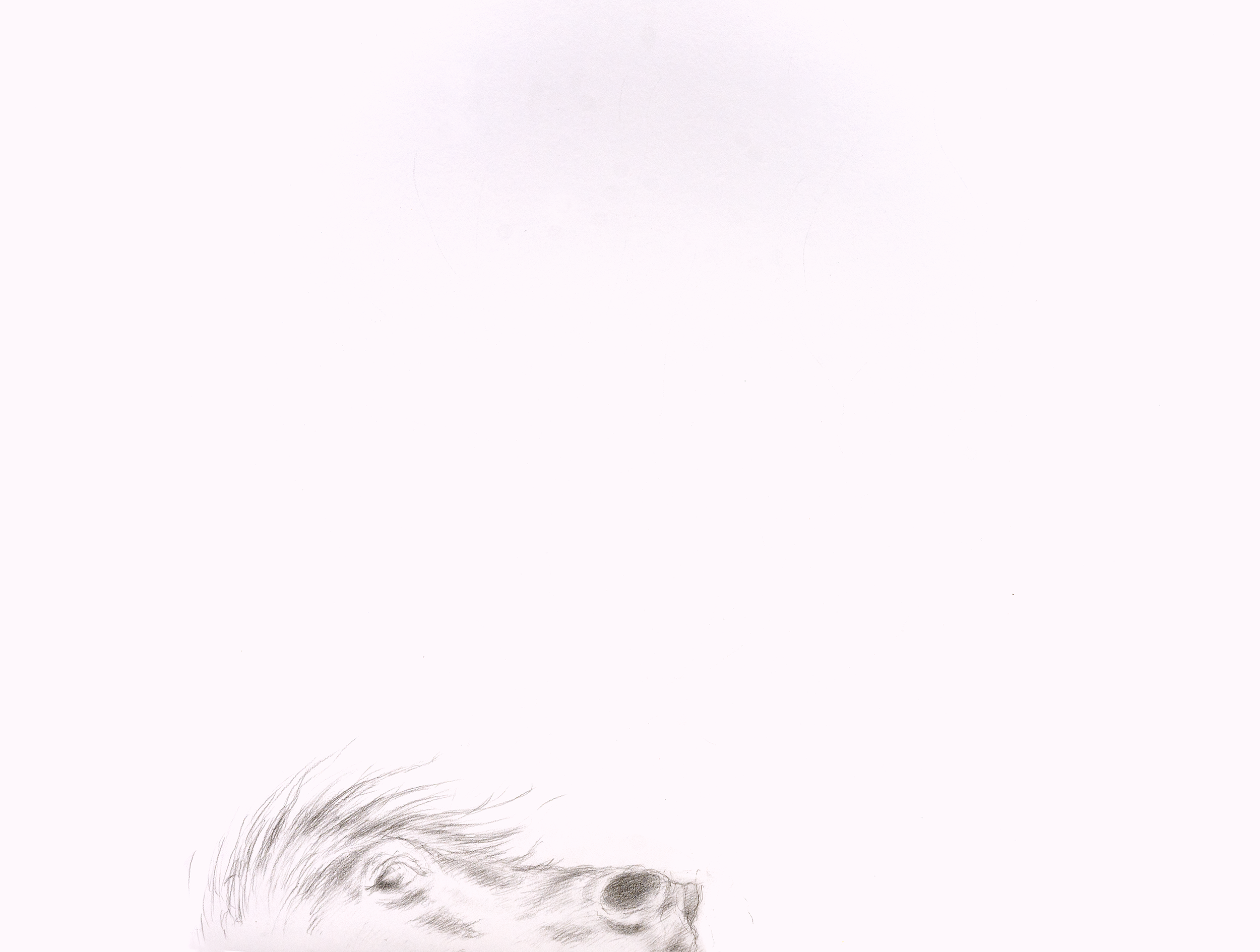DavidScans-10_v2_@0.5x.png