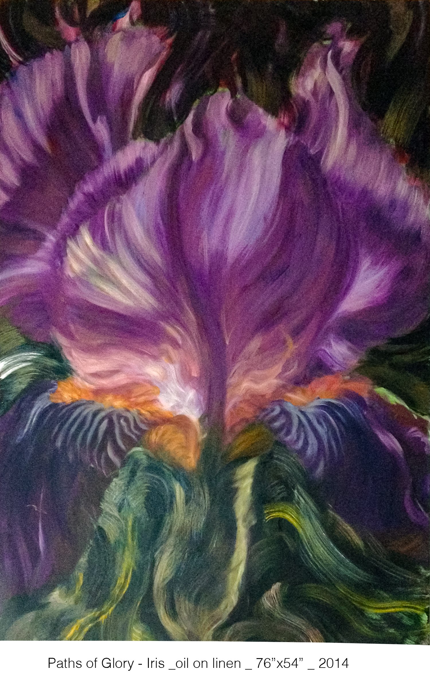 Paths_of_Glory_Iris1.jpg