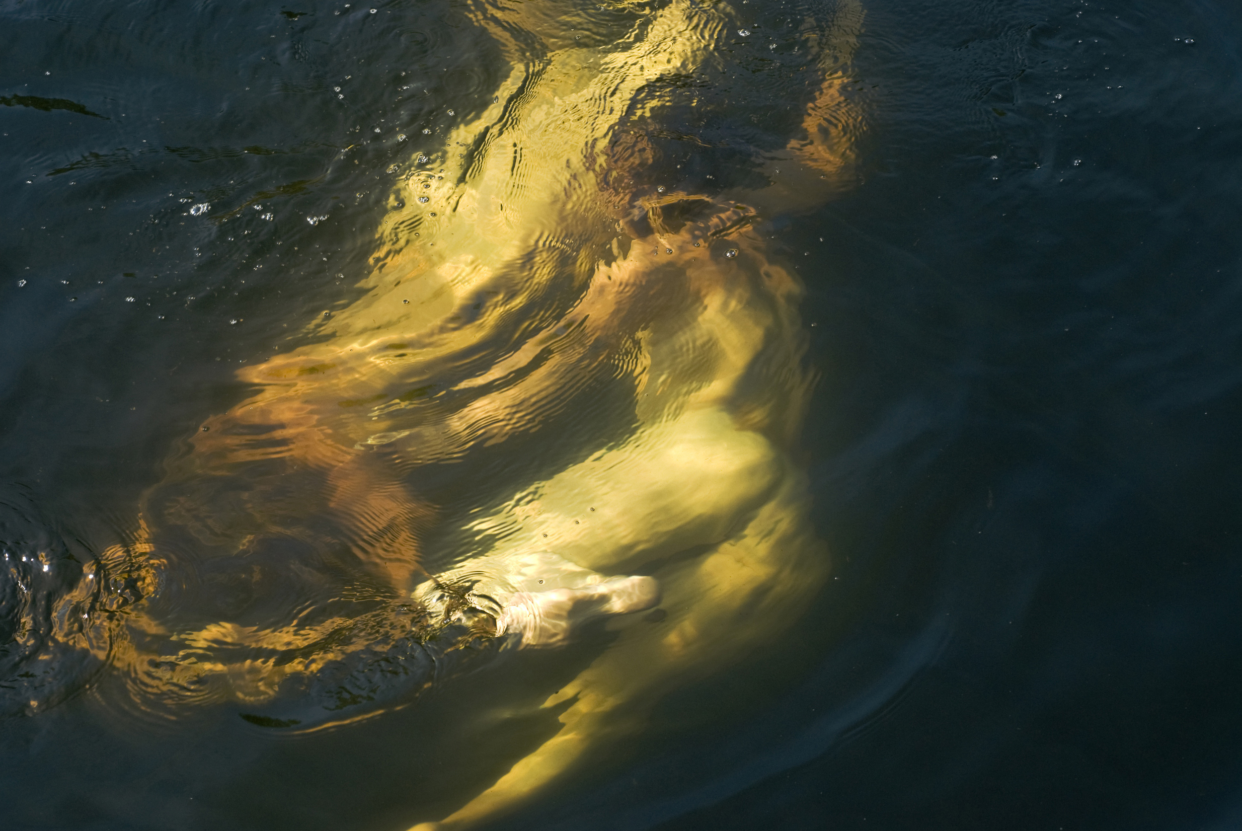 I Become You (8/35) , archival pigment print photograph, 19" x 22" framed, $450