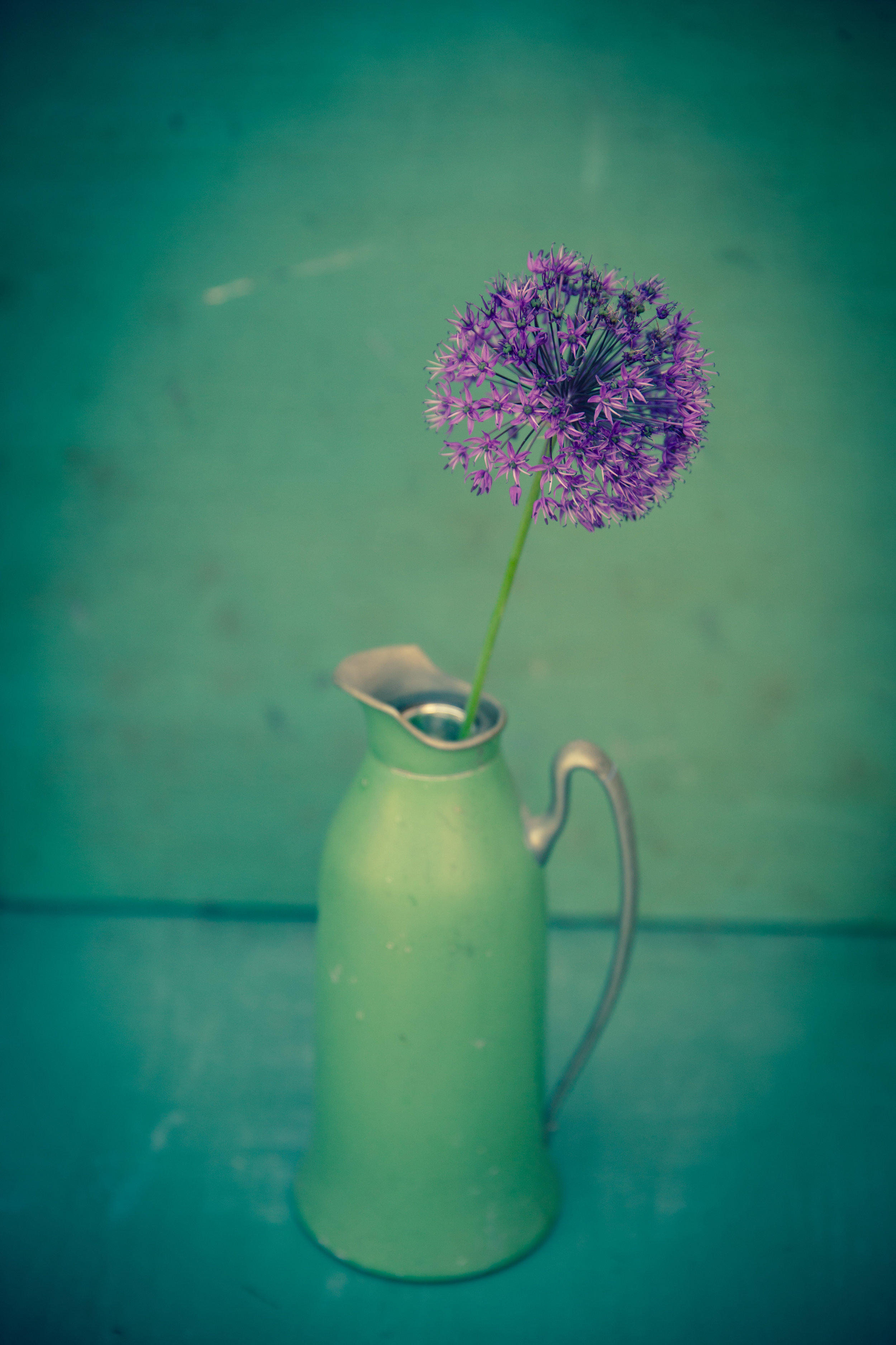 Allium in Green Pitcher , archival inkjet print on paper, 18" x 12", $225