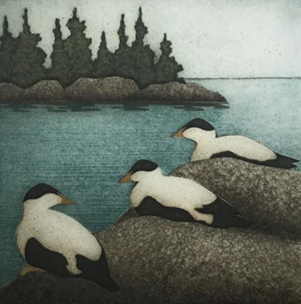 Three Eiders (21/40), collagraph on paper, 13 1/4" x 13" sheet size, $250