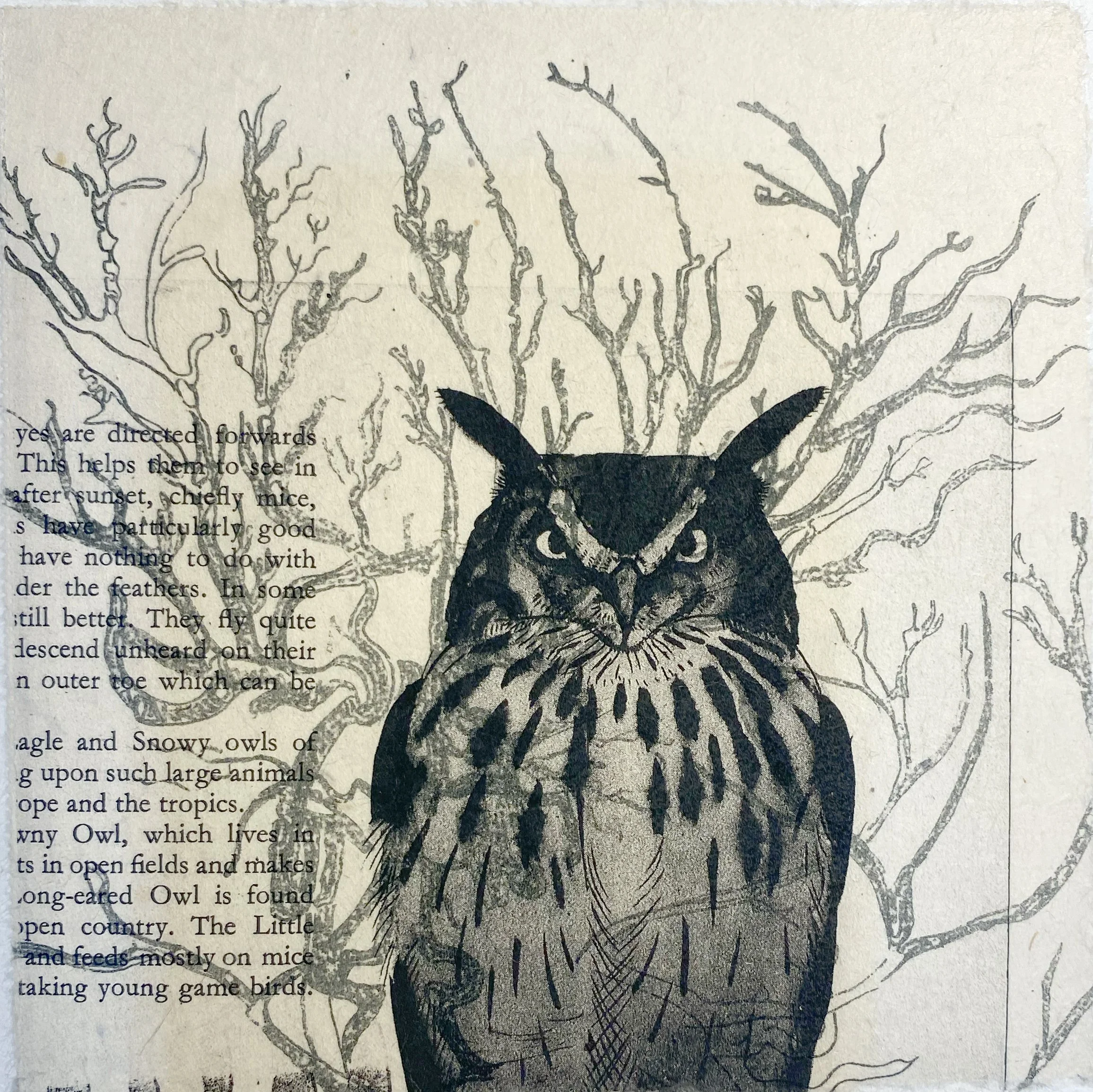 Wishnok_Snowy Owl.jpg