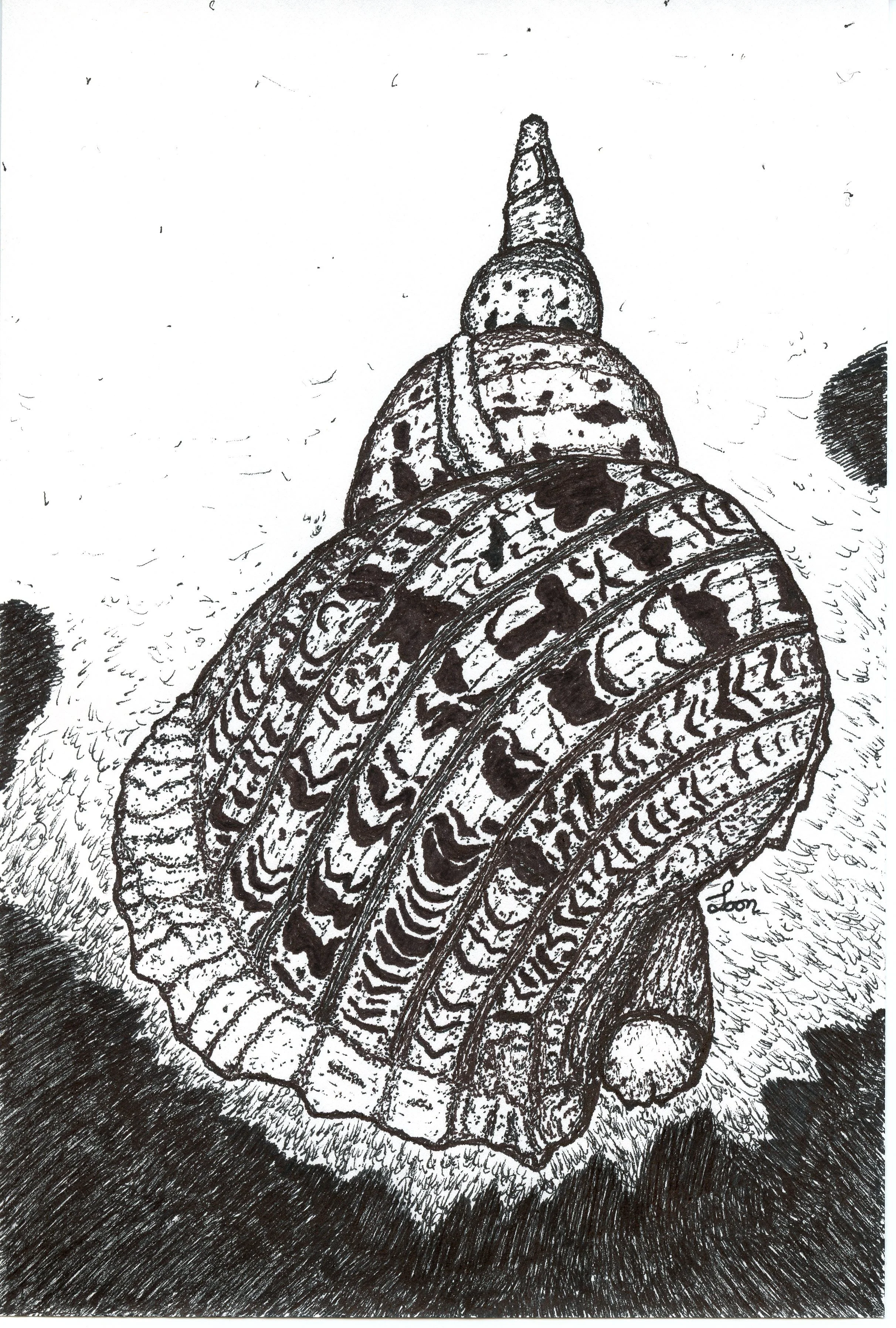 Conch Recovered