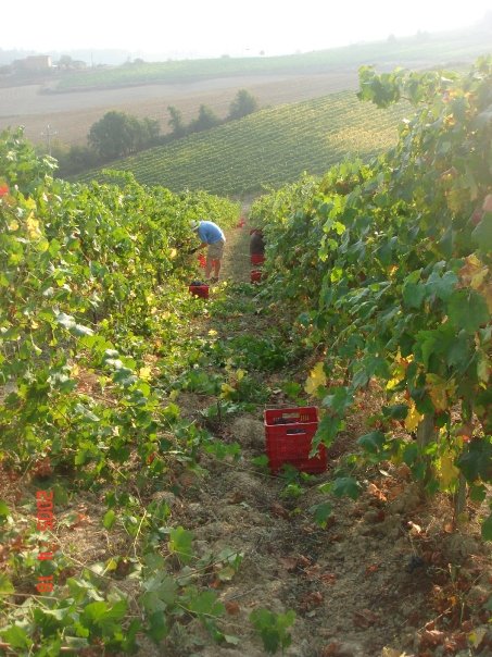 Harvesting - Montalcino.jpg