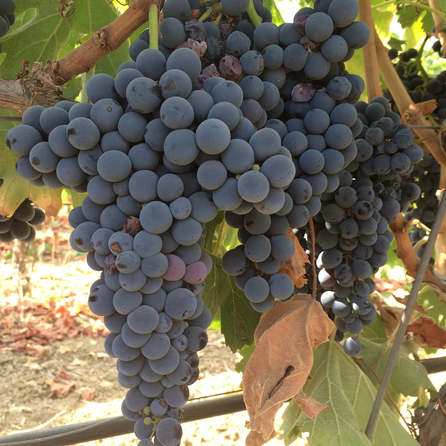 2014-09-24 11.57.04-2.jpg