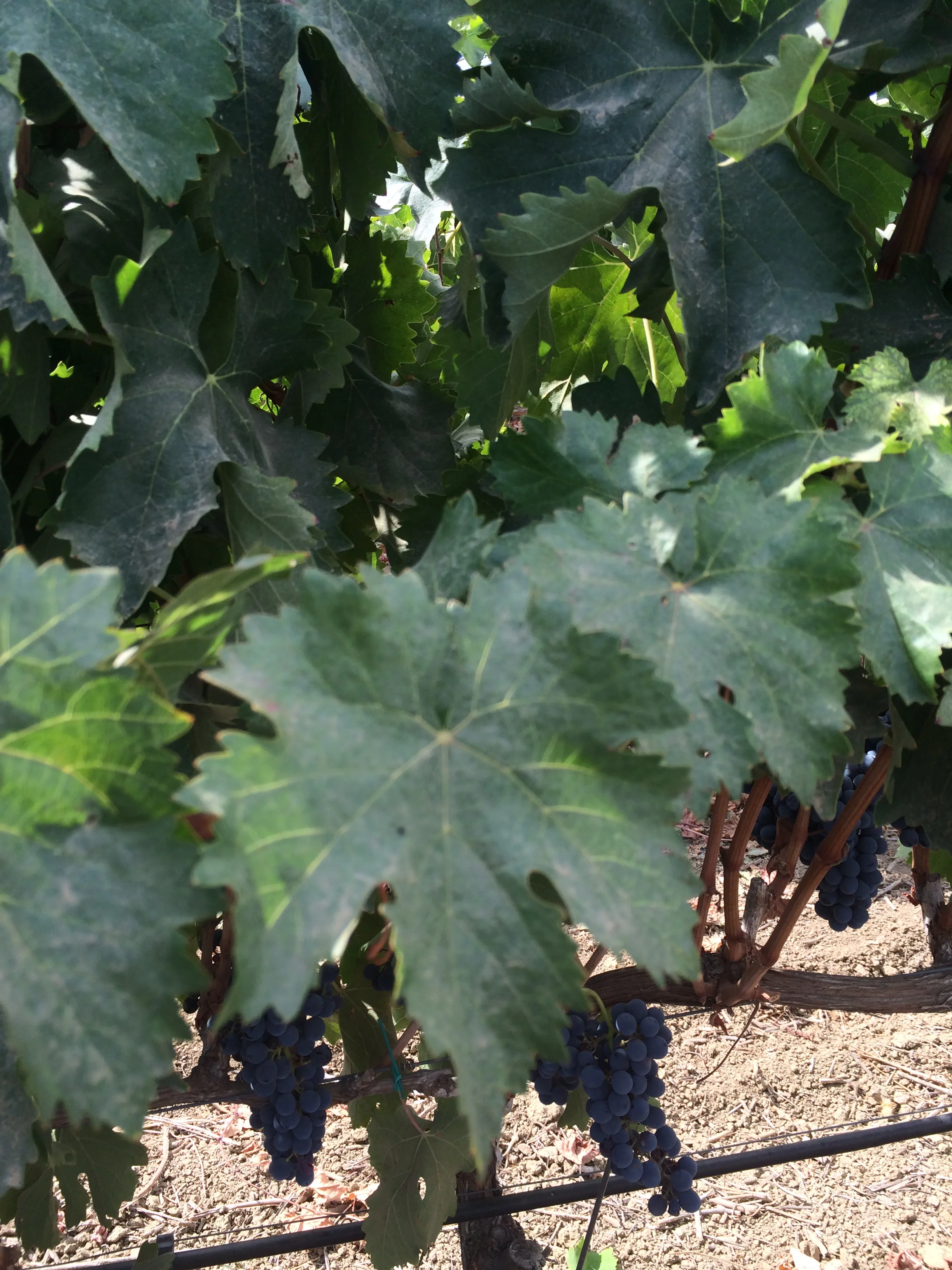 2014-09-24 12.00.53.jpg