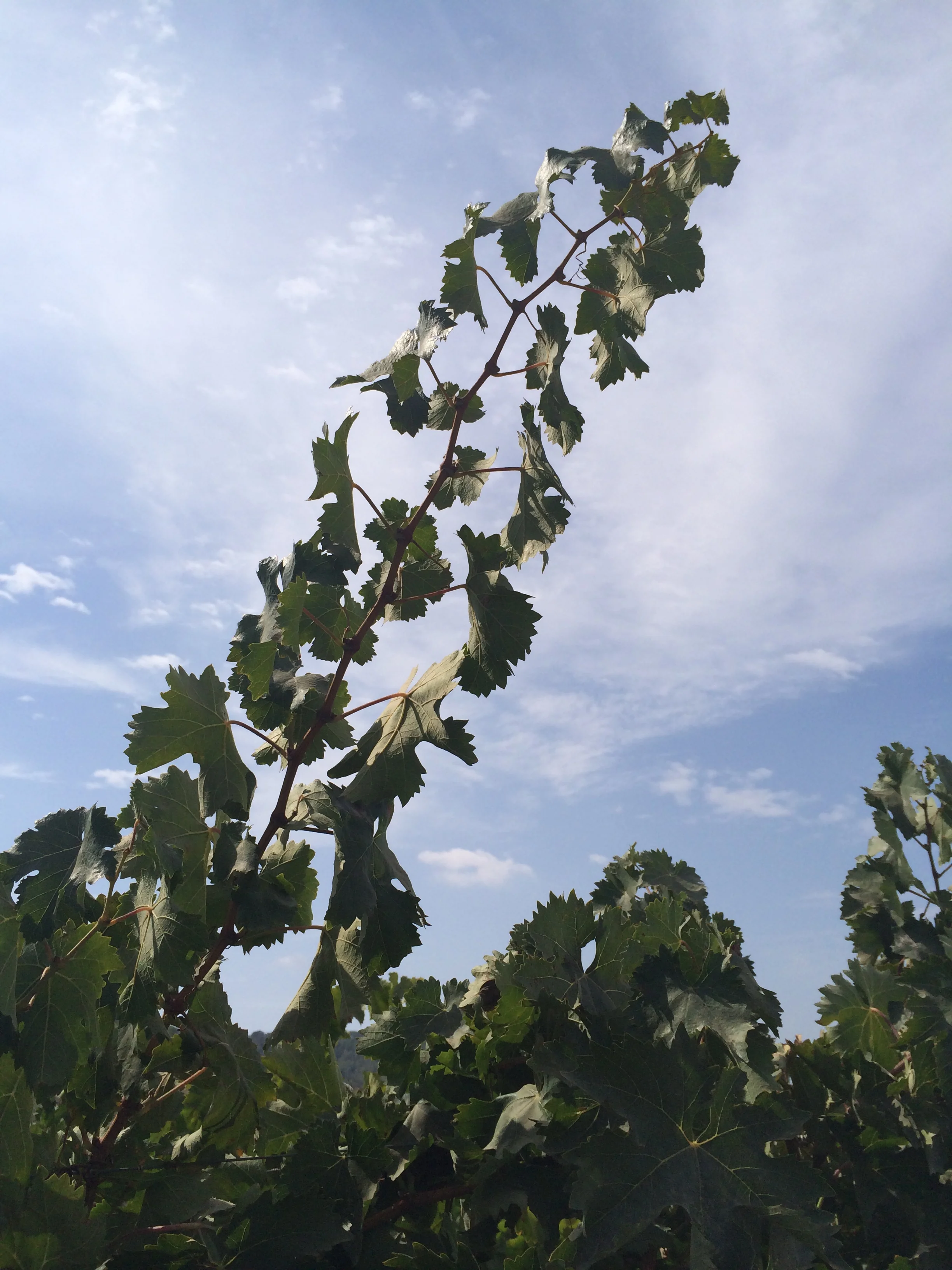 2014-09-24 12.00.56.jpg