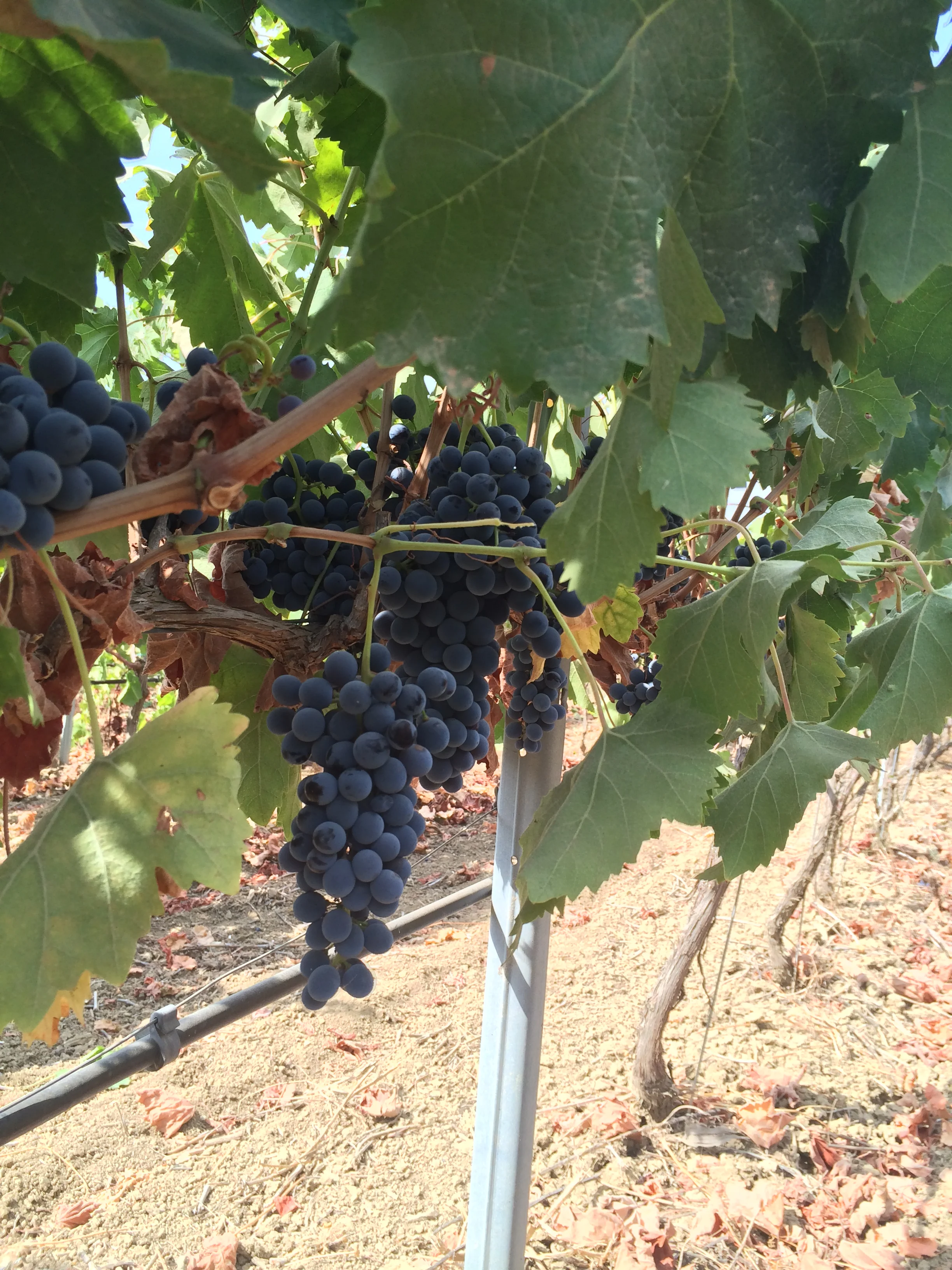 2014-09-24 12.01.28 HDR.jpg