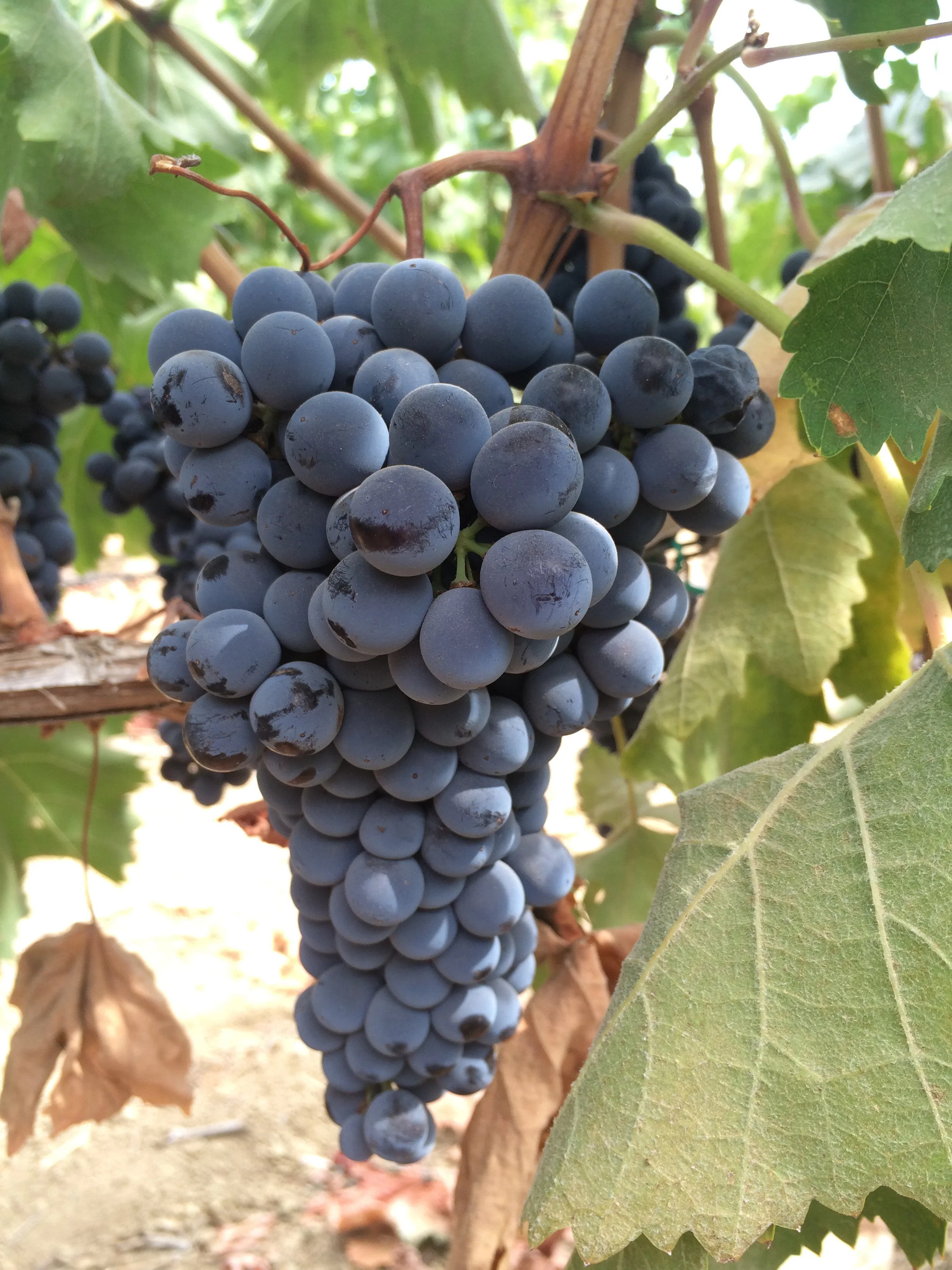 2014-09-24 12.06.39.jpg