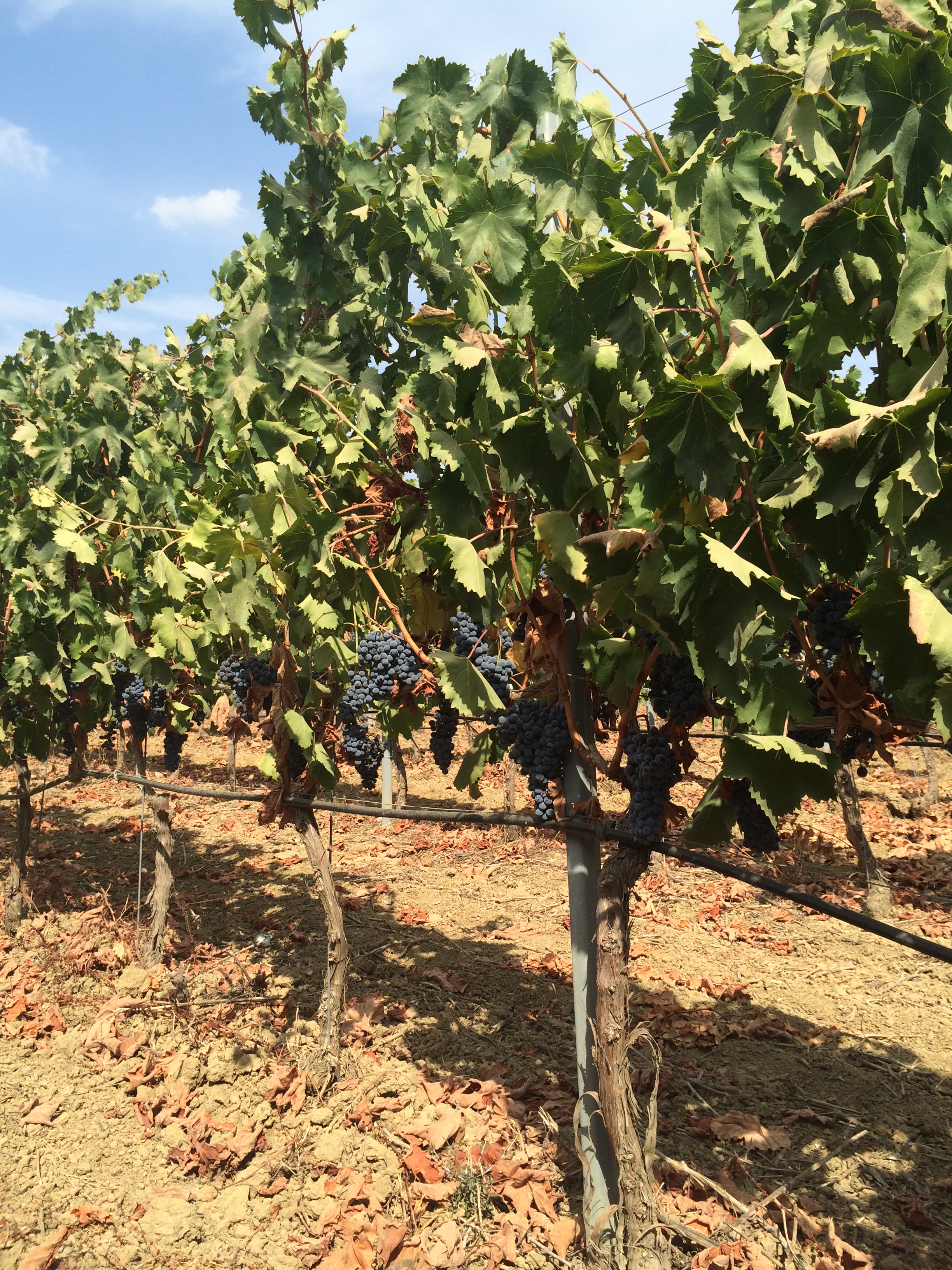 2014-09-24 12.01.33.jpg