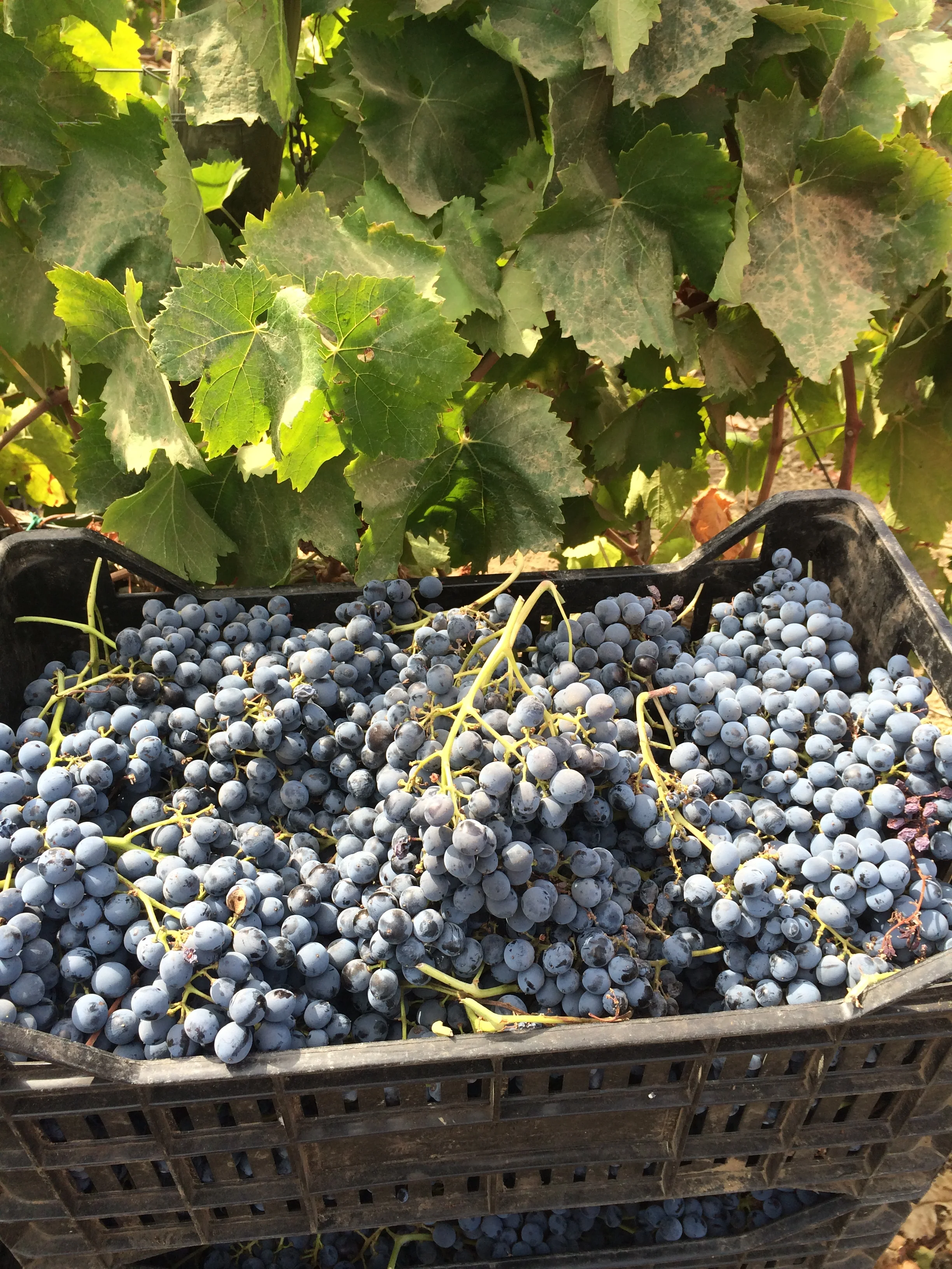 2014-09-24 12.09.11.jpg