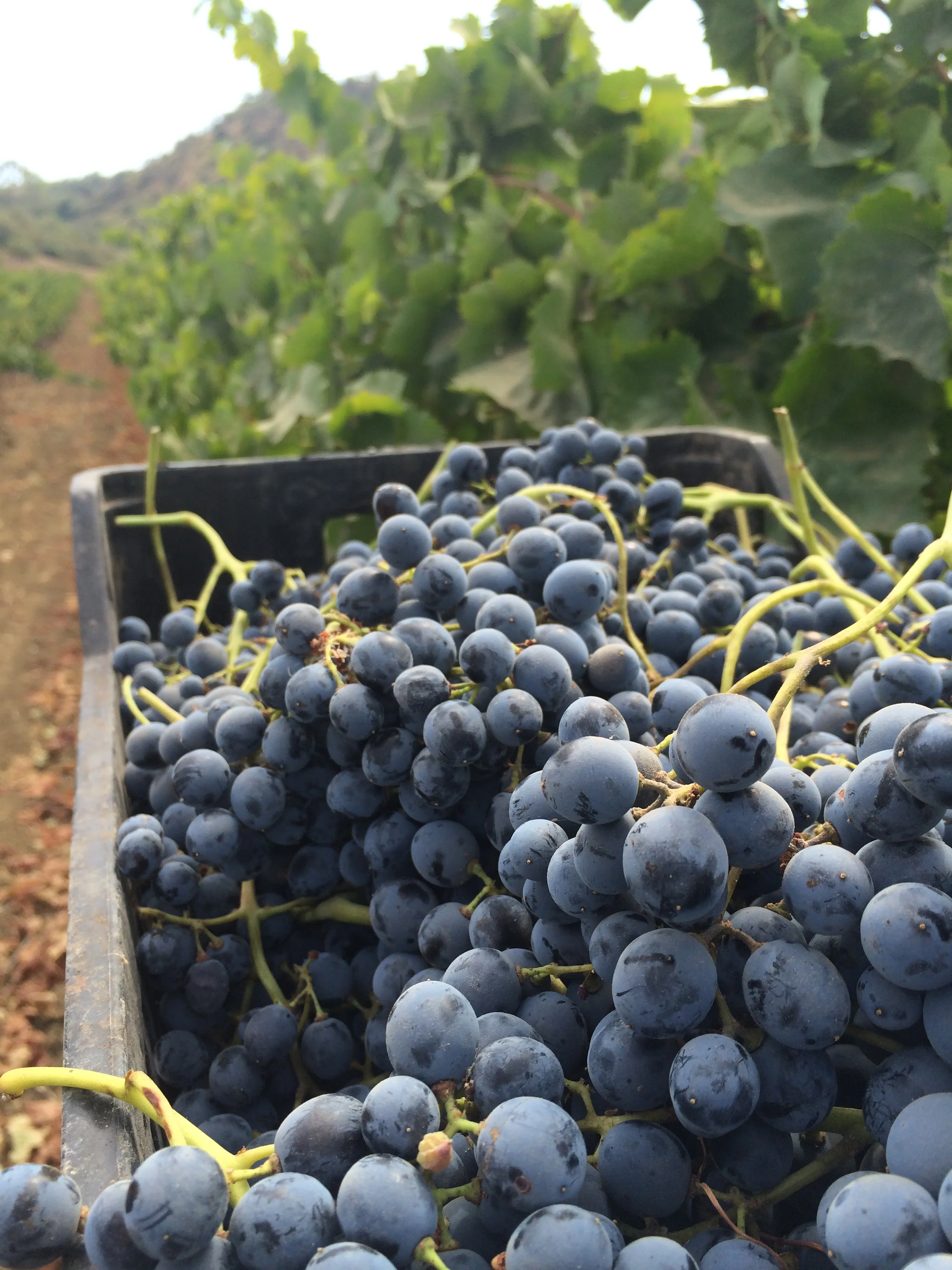 2014-09-24 12.11.03 (1).jpg