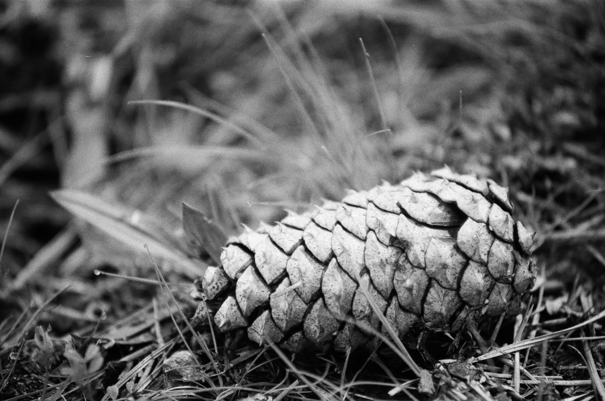 pinecone.jpg