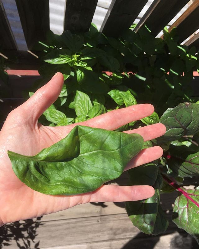 My big basil leaf!