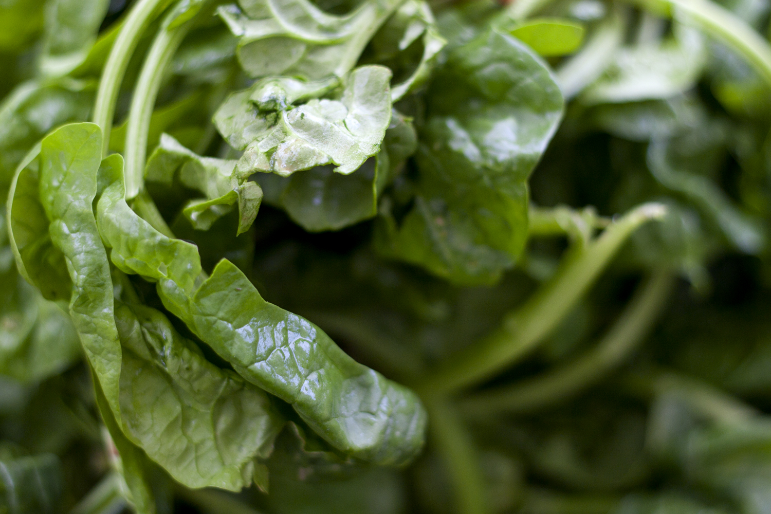 Fresh Spinach