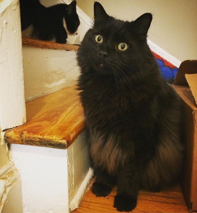 I love this cat so much that he needs to outlive me... #ozziethebearcat #ozziethecat #ozziebear #papi #pappabear #blackcat #blackcatsofinstagram #adoptdontshop #adopted #adoptacat @chanceatlifecatrescue #cat #sofluffy #mrfluff #fluffy #catsofinstagra