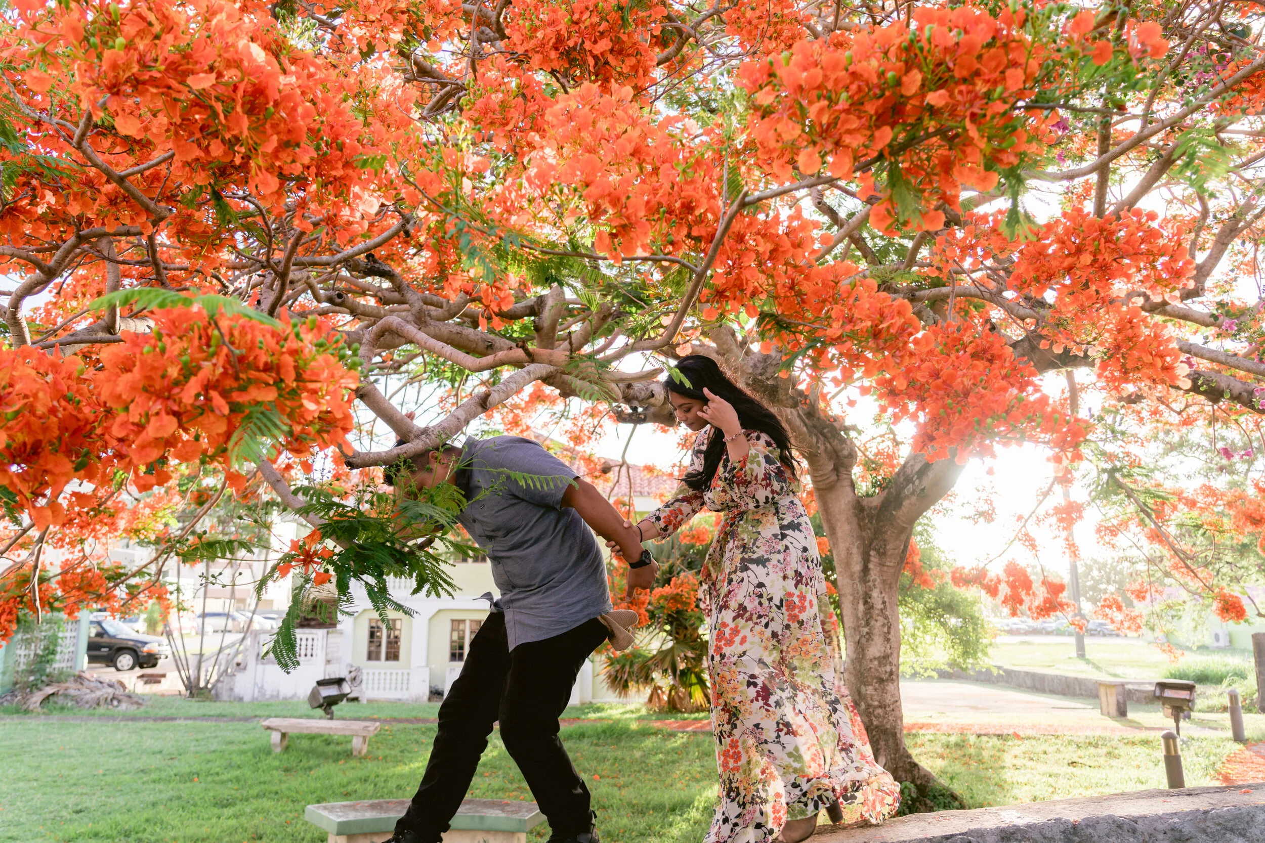 Flame Trees - 21 Pixels.JPG