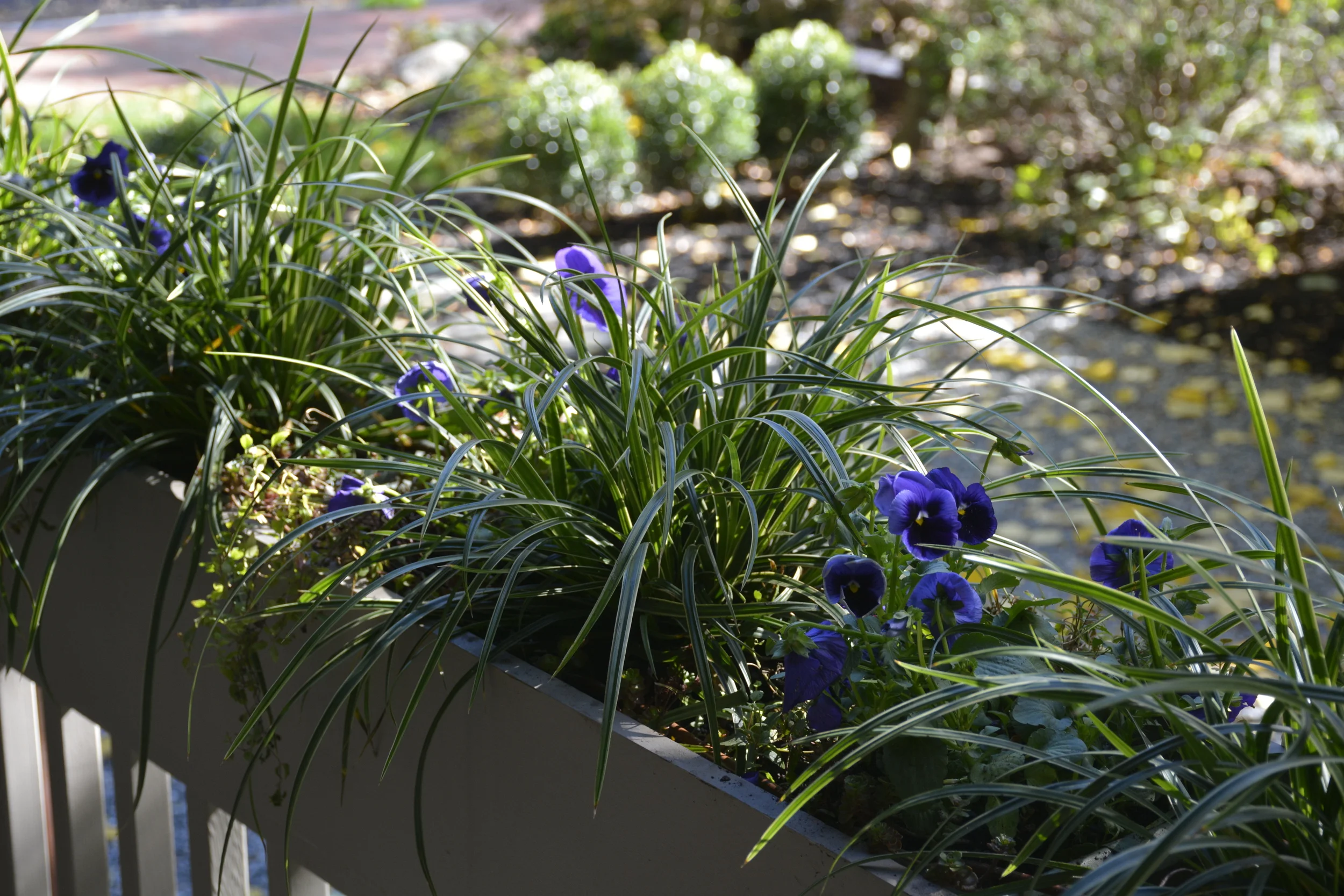  Early fall planter box 