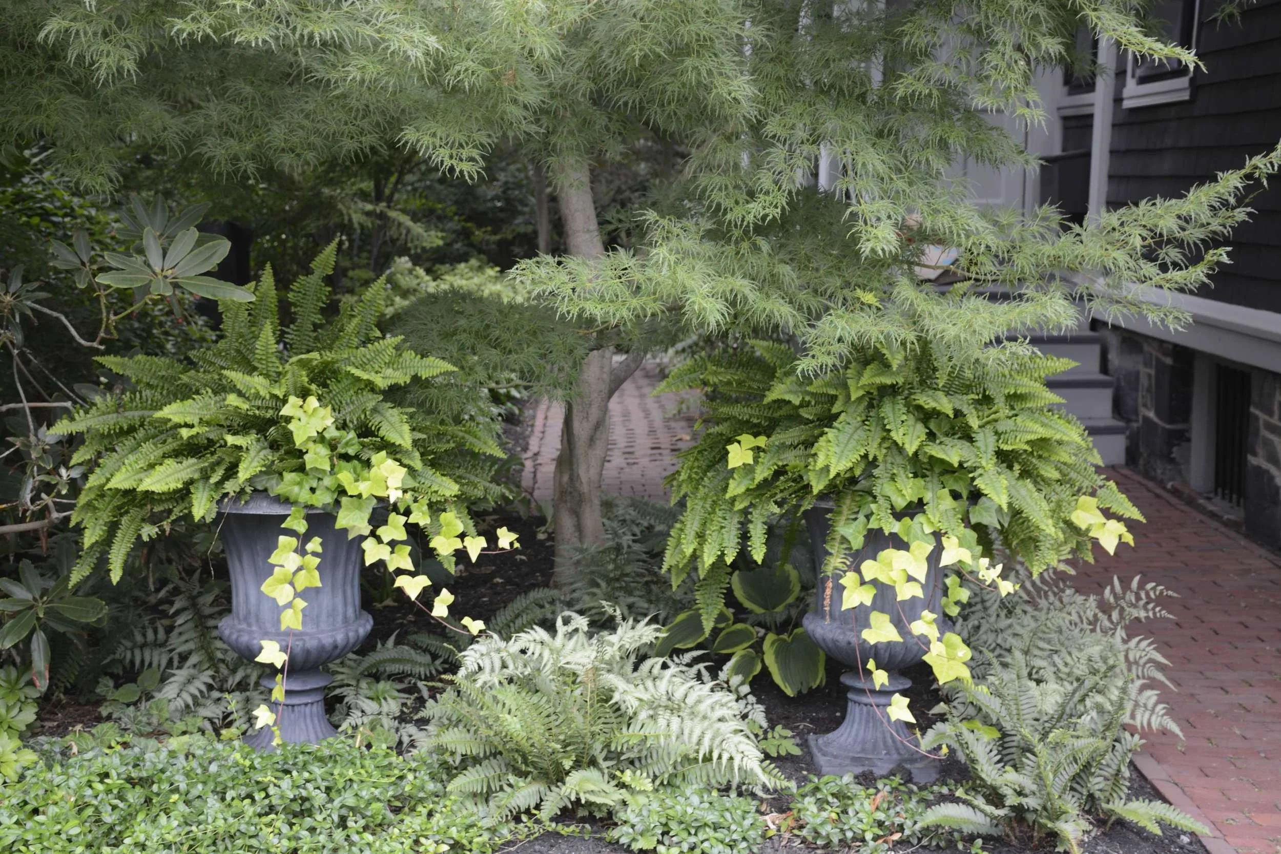  Urns with Boston ferns and ivy 