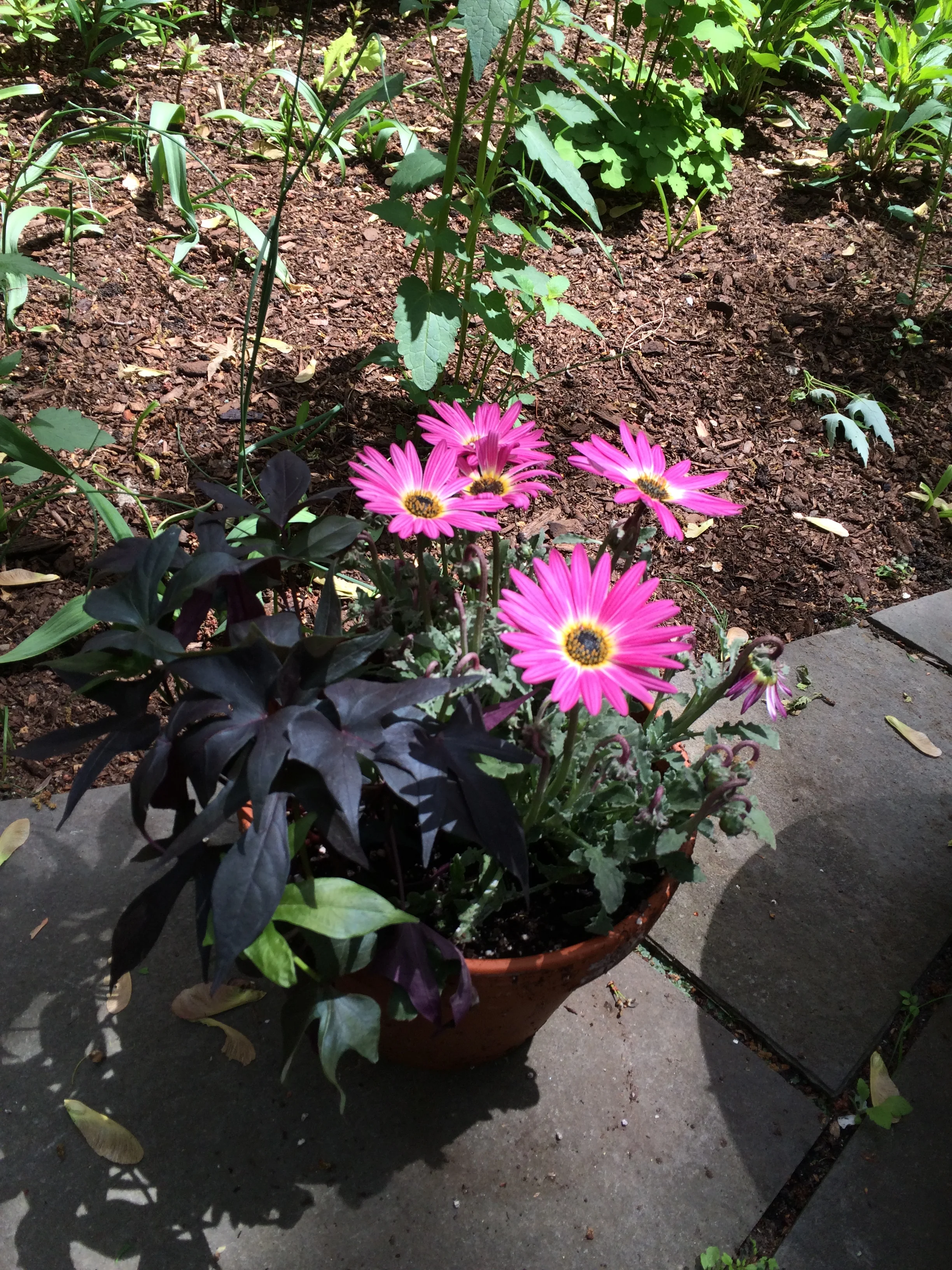  Simple summer container 