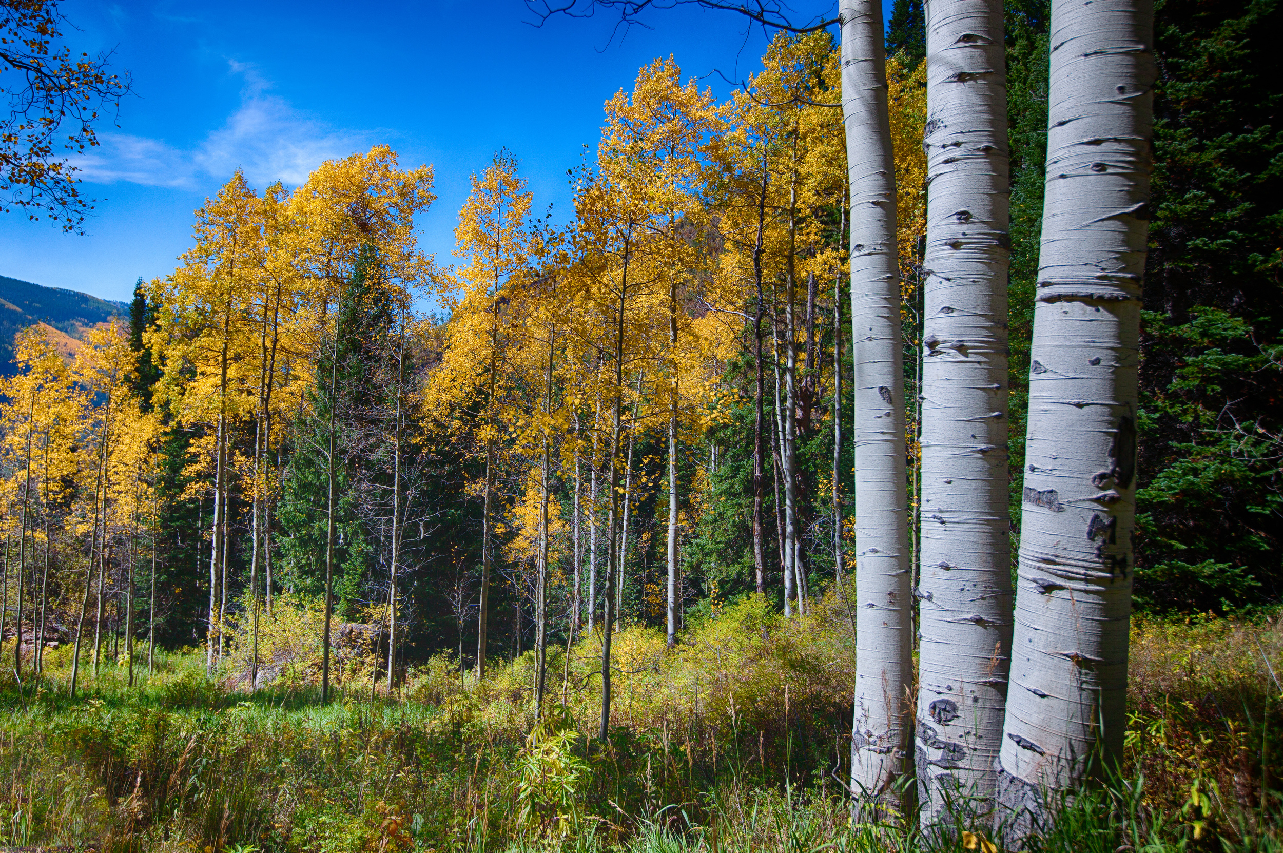 Autumn's Magic